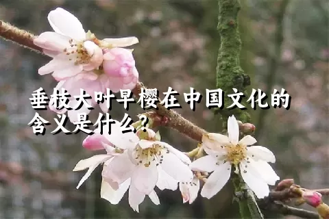 垂枝大叶早樱在中国文化的含义是什么？