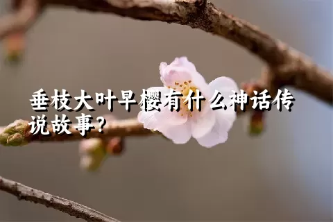 垂枝大叶早樱有什么神话传说故事？