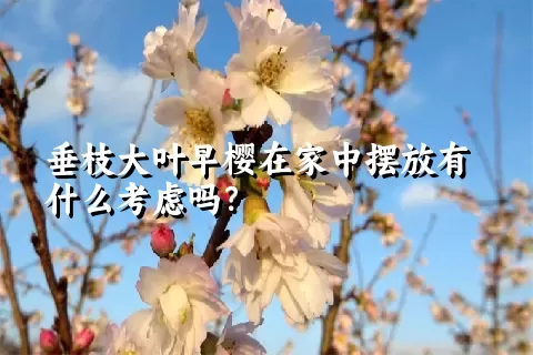 垂枝大叶早樱在家中摆放有什么考虑吗？