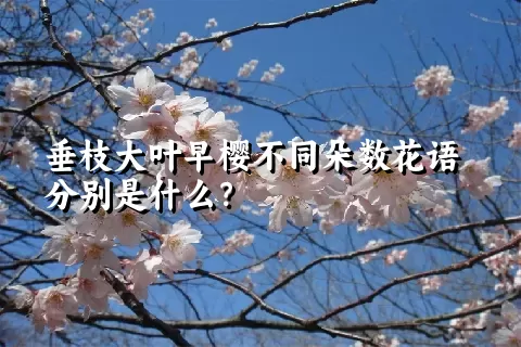 垂枝大叶早樱不同朵数花语分别是什么？