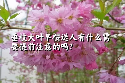 垂枝大叶早樱送人有什么需要提前注意的吗？