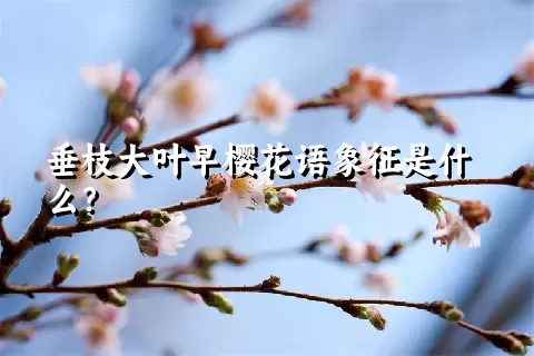 垂枝大叶早樱花语象征是什么？