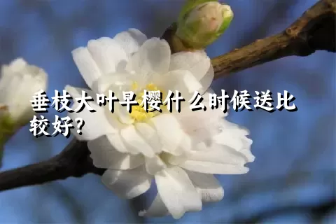 垂枝大叶早樱什么时候送比较好？