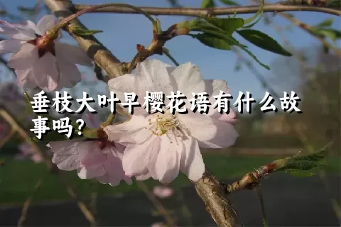 垂枝大叶早樱花语有什么故事吗？