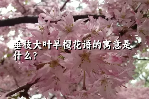 垂枝大叶早樱花语的寓意是什么？