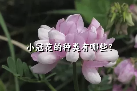 小冠花的种类有哪些？