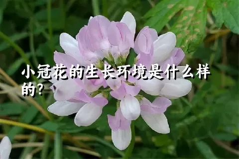 小冠花的生长环境是什么样的？