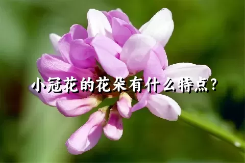 小冠花的花朵有什么特点？