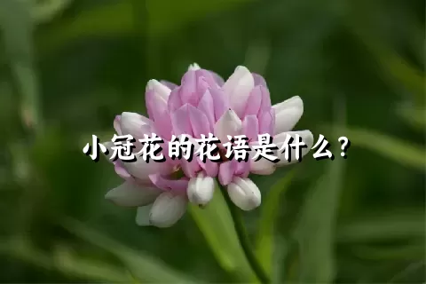 小冠花的花语是什么？