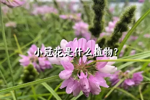 小冠花是什么植物？