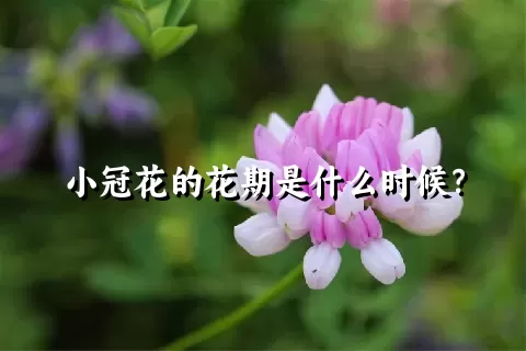 小冠花的花期是什么时候？