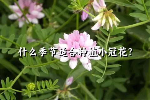 什么季节适合种植小冠花？