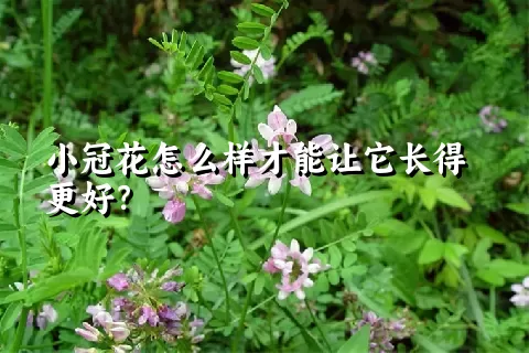 小冠花怎么样才能让它长得更好？