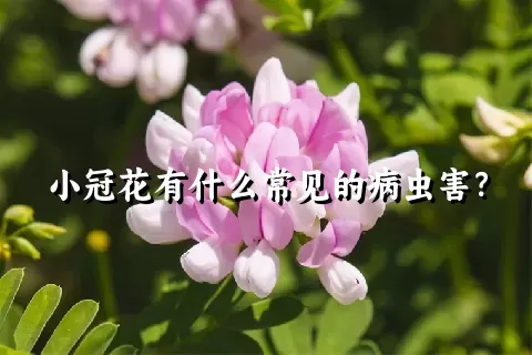 小冠花有什么常见的病虫害？