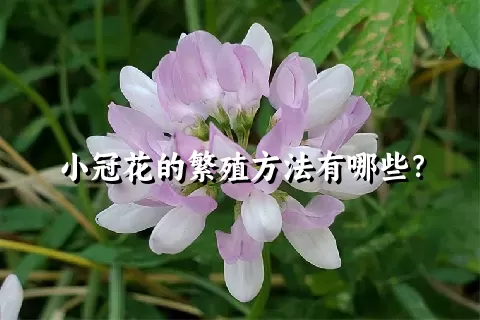 小冠花的繁殖方法有哪些？