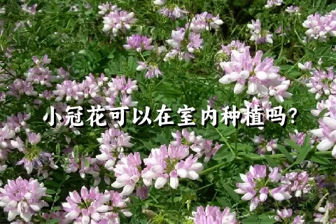 小冠花可以在室内种植吗？