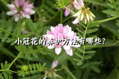 小冠花的养护方法有哪些？