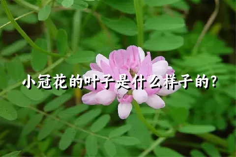 小冠花的叶子是什么样子的？