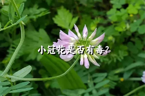 小冠花是否有毒？