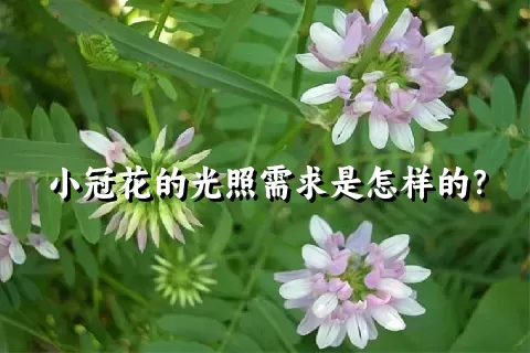 小冠花的光照需求是怎样的？