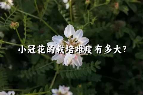 小冠花的栽培难度有多大？