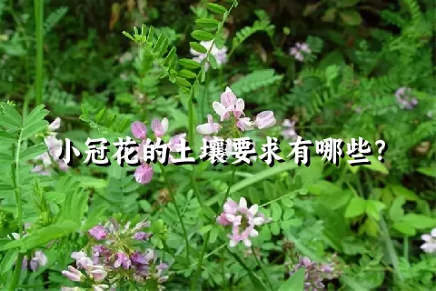 小冠花的土壤要求有哪些？