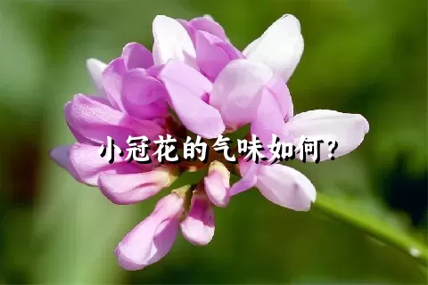 小冠花的气味如何？