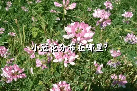 小冠花分布在哪里?