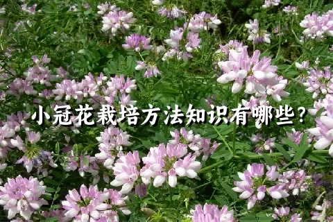 小冠花栽培方法知识有哪些？