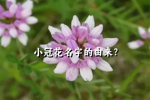 小冠花名字的由来？