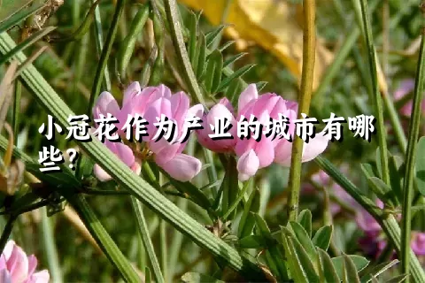 小冠花作为产业的城市有哪些？