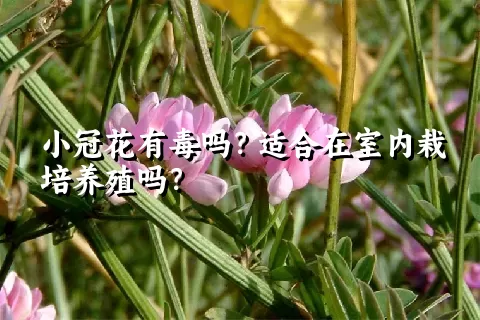 小冠花有毒吗？适合在室内栽培养殖吗？