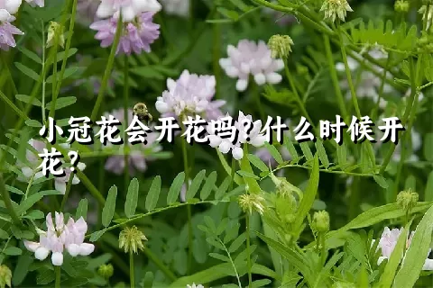 小冠花会开花吗？什么时候开花？