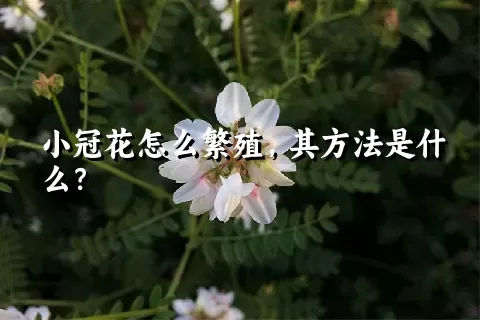 小冠花怎么繁殖，其方法是什么？