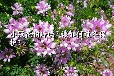 小冠花怕冷吗？该如何过冬保护？