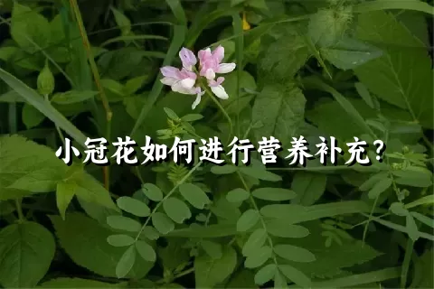 小冠花如何进行营养补充？