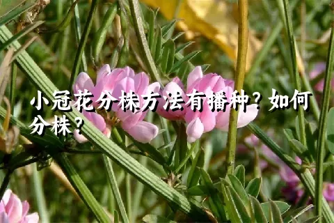 小冠花分株方法有播种？如何分株？