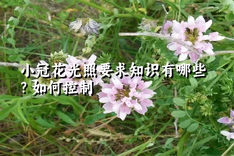 小冠花光照要求知识有哪些？如何控制