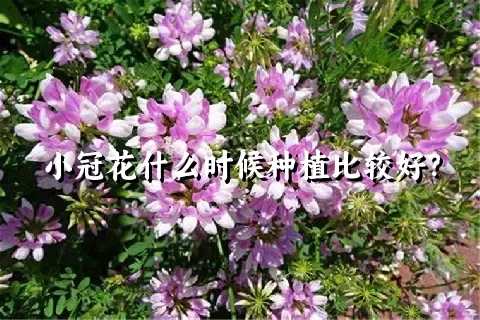 小冠花什么时候种植比较好？