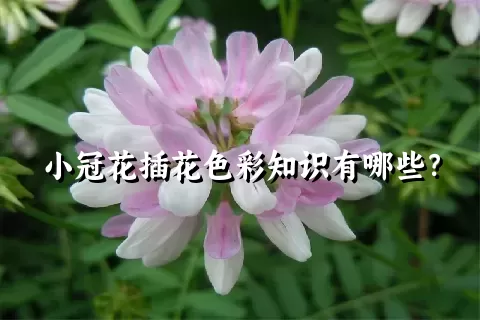 小冠花插花色彩知识有哪些？