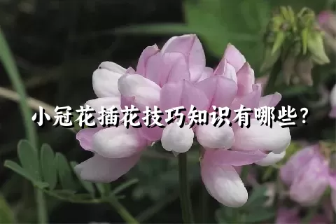 小冠花插花技巧知识有哪些？