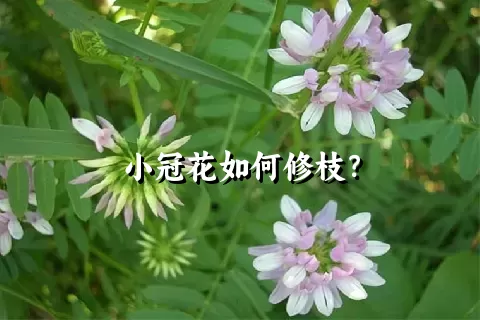 小冠花如何修枝？