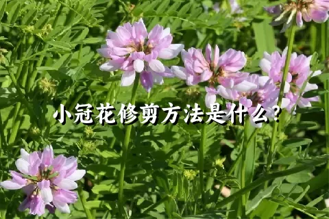 小冠花修剪方法是什么？