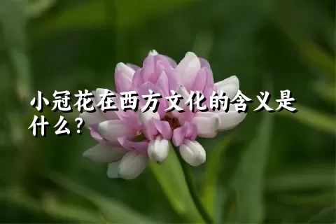 小冠花在西方文化的含义是什么？