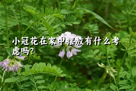 小冠花在家中摆放有什么考虑吗？