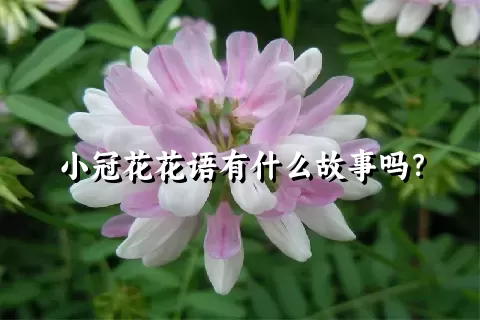 小冠花花语有什么故事吗？