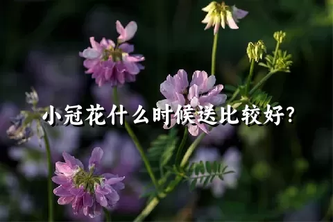 小冠花什么时候送比较好？