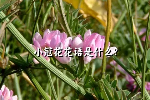 小冠花花语是什么？