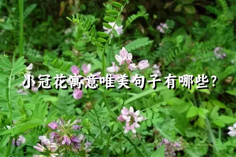 小冠花寓意唯美句子有哪些？