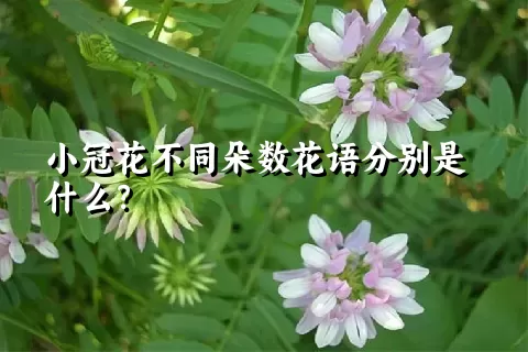 小冠花不同朵数花语分别是什么？